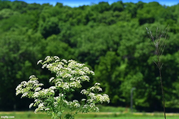 field down the street | image tagged in ladys lace,feild | made w/ Imgflip meme maker