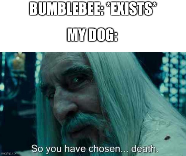 So you have chosen death | BUMBLEBEE: *EXISTS*; MY DOG: | image tagged in so you have chosen death,dog,bumblebee,dogs | made w/ Imgflip meme maker