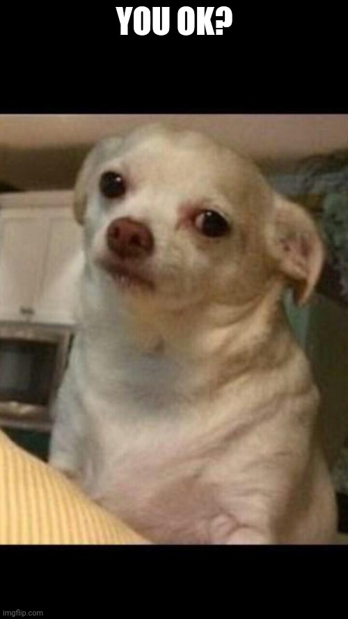 Concerned chihuahua | YOU OK? | image tagged in concerned chihuahua | made w/ Imgflip meme maker