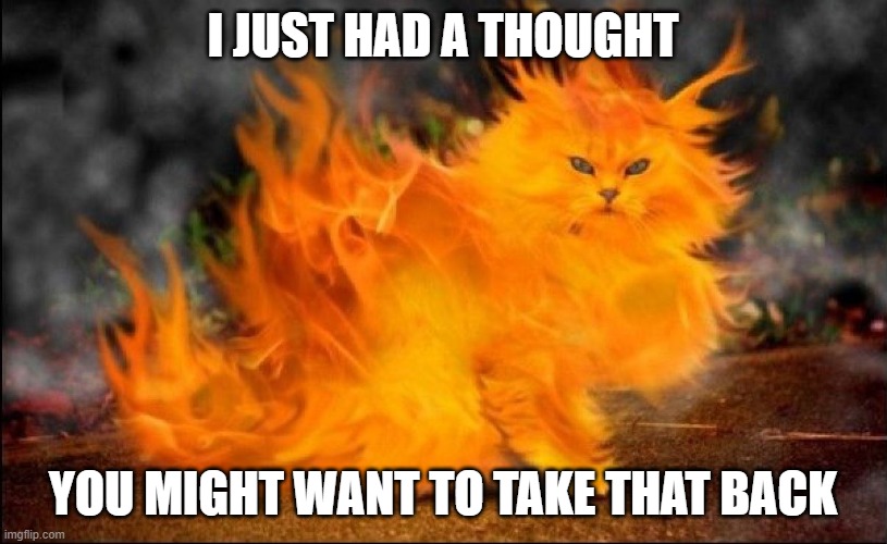 You might want | I JUST HAD A THOUGHT; YOU MIGHT WANT TO TAKE THAT BACK | image tagged in cats,memes,funny,flame | made w/ Imgflip meme maker
