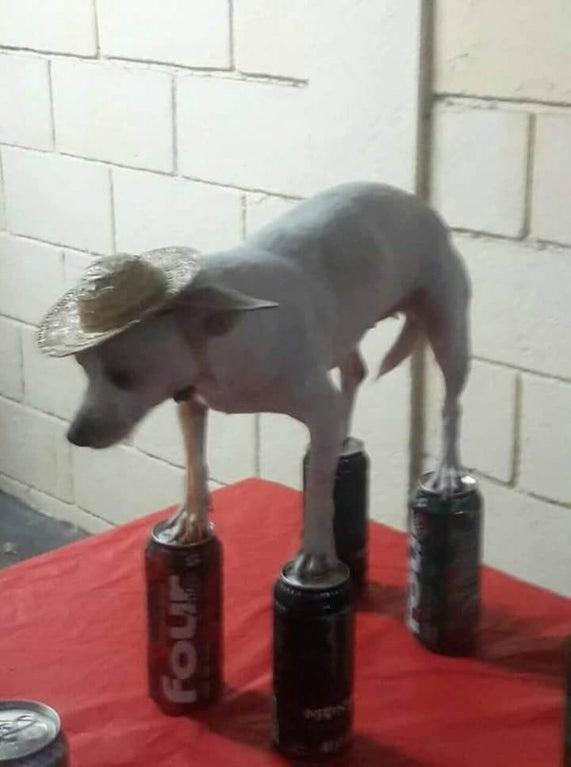 High Quality dog standing on cans Blank Meme Template