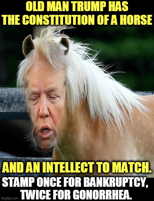 The face is on the wrong end of the horse. | OLD MAN TRUMP HAS THE CONSTITUTION OF A HORSE; AND AN INTELLECT TO MATCH. STAMP ONCE FOR BANKRUPTCY, 
TWICE FOR GONORRHEA. | image tagged in trump face at the wrong end of a horse,trump,horse,ass,incompetence | made w/ Imgflip meme maker
