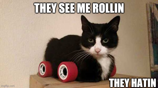 ROLLER KITTY | THEY SEE ME ROLLIN; THEY HATIN | image tagged in cats,funny cats | made w/ Imgflip meme maker