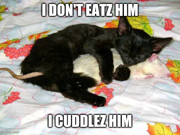 BEST FRIENDS | I DON'T EATZ HIM; I CUDDLEZ HIM | image tagged in cats,funny cats | made w/ Imgflip meme maker