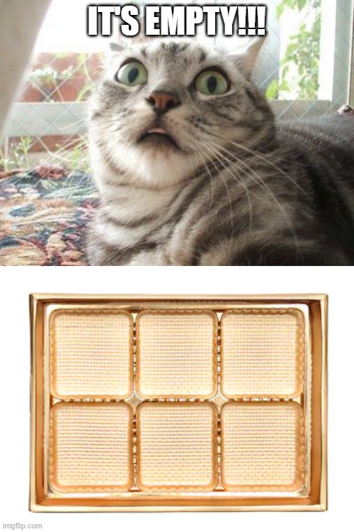IT'S EMPTY!!! | image tagged in shocked cat,blank white template | made w/ Imgflip meme maker