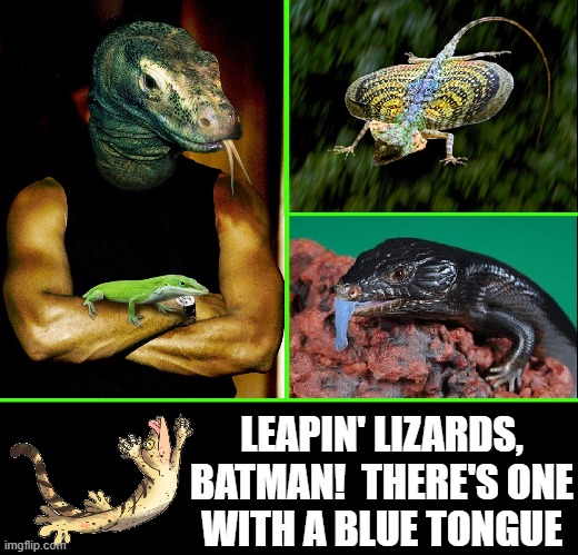 The Imgflip Animal Channel presents Lizardo | LEAPIN' LIZARDS, BATMAN!  THERE'S ONE
WITH A BLUE TONGUE | image tagged in vince vance,lizards,animal meme,shapeshifting lizard,reptile,zootopia | made w/ Imgflip meme maker