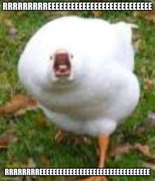 Sreaming Duck Original | RRRRRRRRREEEEEEEEEEEEEEEEEEEEEEEEEEE RRRRRRRREEEEEEEEEEEEEEEEEEEEEEEEEEEEEEEEE | image tagged in sreaming duck original | made w/ Imgflip meme maker