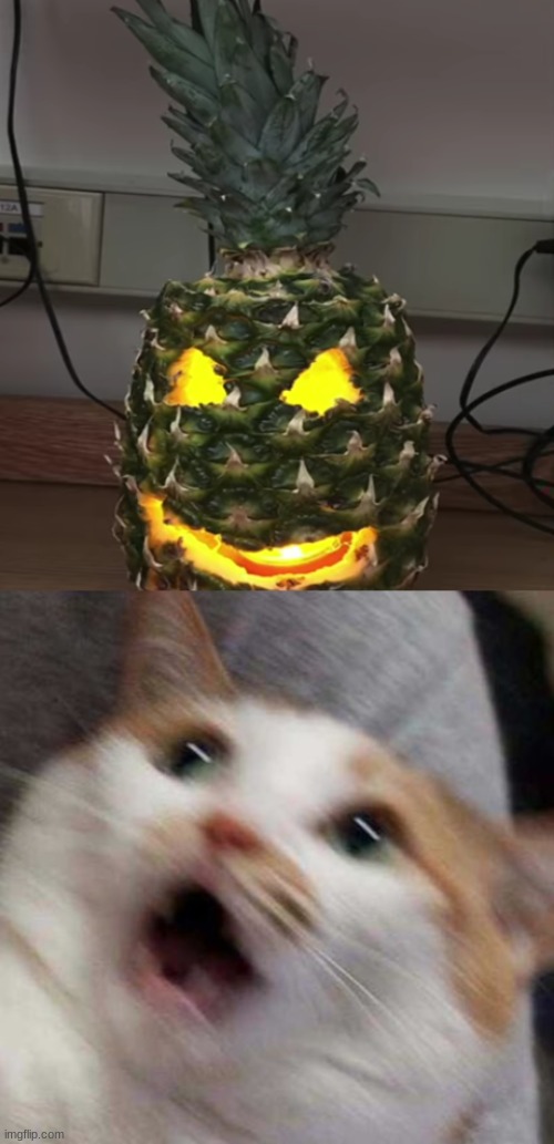 AAAAAAAAA | image tagged in oh no cat | made w/ Imgflip meme maker