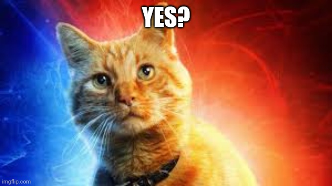 Goose the Cat | YES? | image tagged in goose the cat | made w/ Imgflip meme maker