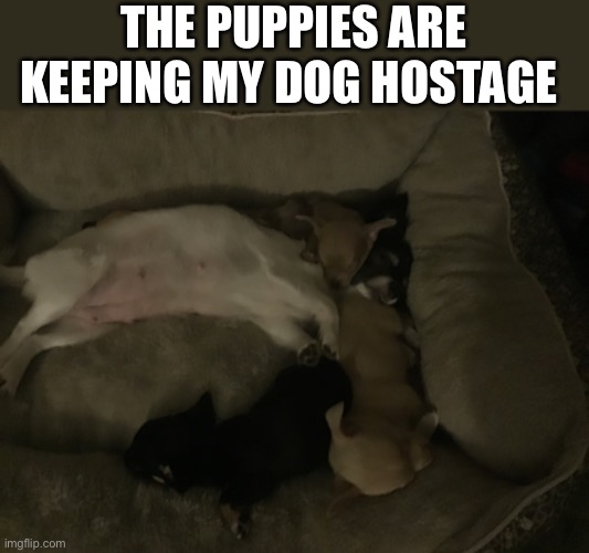 Puppies and mother dog | THE PUPPIES ARE KEEPING MY DOG HOSTAGE | image tagged in puppy,dog,cute | made w/ Imgflip meme maker