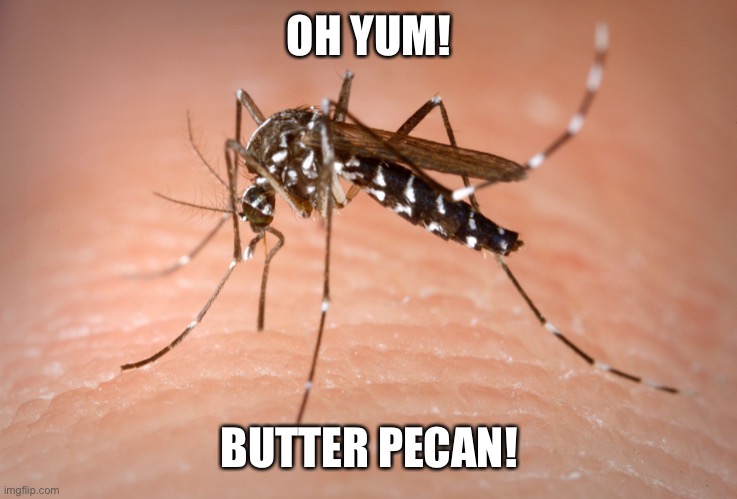 mosquito  | OH YUM! BUTTER PECAN! | image tagged in mosquito | made w/ Imgflip meme maker