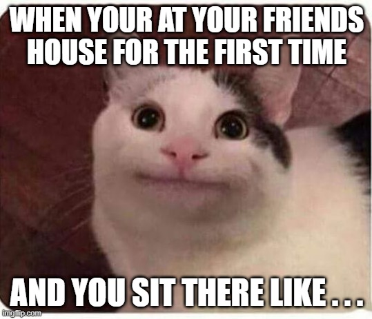 Polite Cat | WHEN YOUR AT YOUR FRIENDS HOUSE FOR THE FIRST TIME; AND YOU SIT THERE LIKE . . . | image tagged in polite cat | made w/ Imgflip meme maker