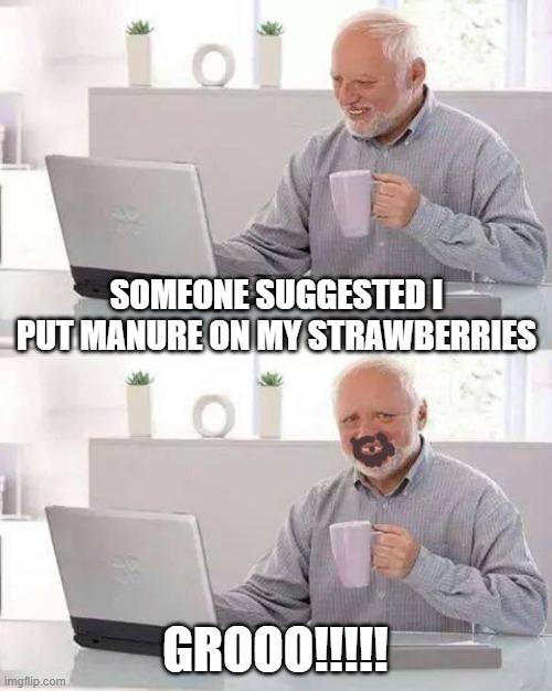 Hide the Pain Harold Meme | SOMEONE SUGGESTED I PUT MANURE ON MY STRAWBERRIES; GROOO!!!!! | image tagged in memes,hide the pain harold | made w/ Imgflip meme maker