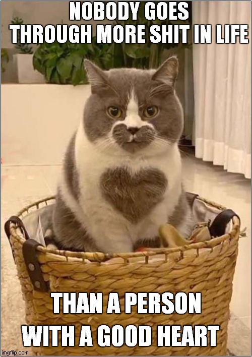 It's All True ! | NOBODY GOES THROUGH MORE SHIT IN LIFE; THAN A PERSON; WITH A GOOD HEART | image tagged in fun,cats,saying | made w/ Imgflip meme maker
