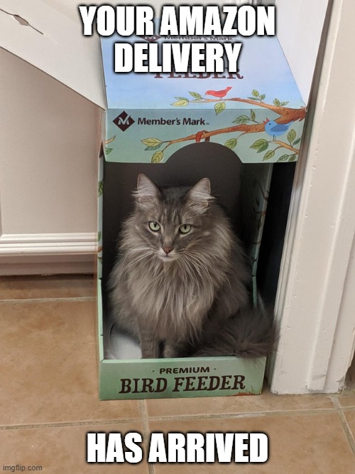 Bird Feeder | YOUR AMAZON DELIVERY; HAS ARRIVED | image tagged in cat,funny | made w/ Imgflip meme maker