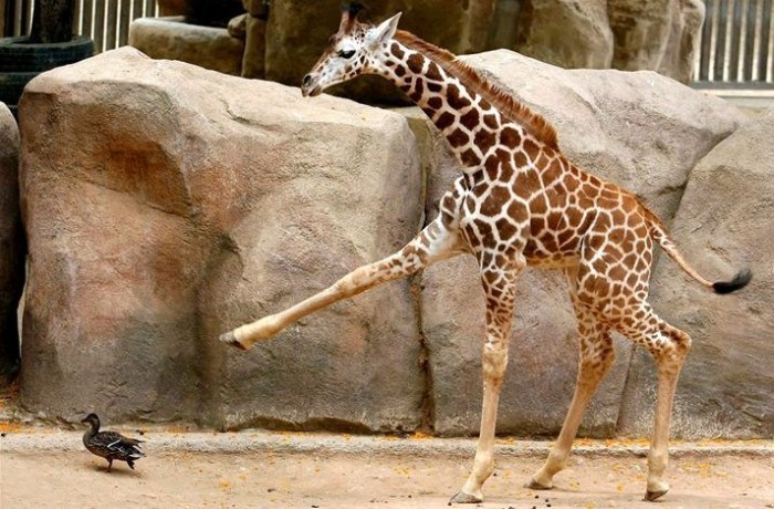 Giraffe pointing at a duck Blank Meme Template