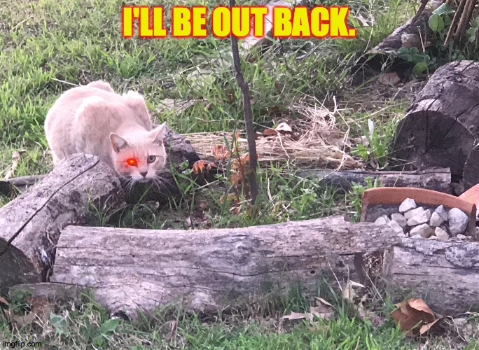 Terminator Cat Matt | I'LL BE OUT BACK. | image tagged in matt the stray cat | made w/ Imgflip meme maker
