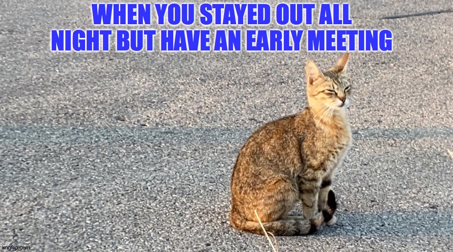 Early Meeting | WHEN YOU STAYED OUT ALL NIGHT BUT HAVE AN EARLY MEETING | image tagged in google the stray cat,early,meeting | made w/ Imgflip meme maker