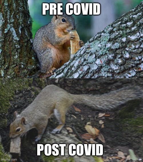 Corona virus | PRE COVID; POST COVID | image tagged in funny animals,squirrels,corona virus,covid-19 | made w/ Imgflip meme maker