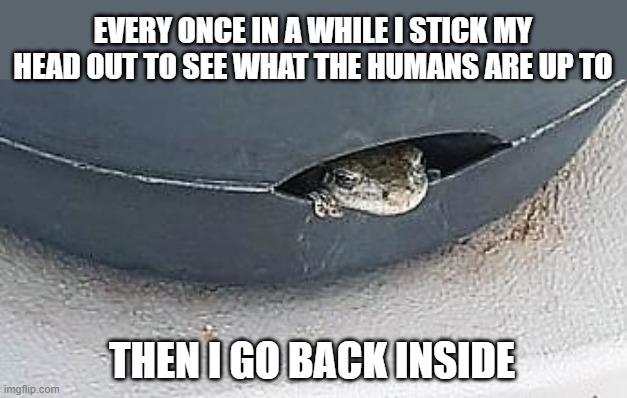 Curious Frog | EVERY ONCE IN A WHILE I STICK MY HEAD OUT TO SEE WHAT THE HUMANS ARE UP TO; THEN I GO BACK INSIDE | image tagged in memes,frogs,humans,pandemic,war,riots | made w/ Imgflip meme maker