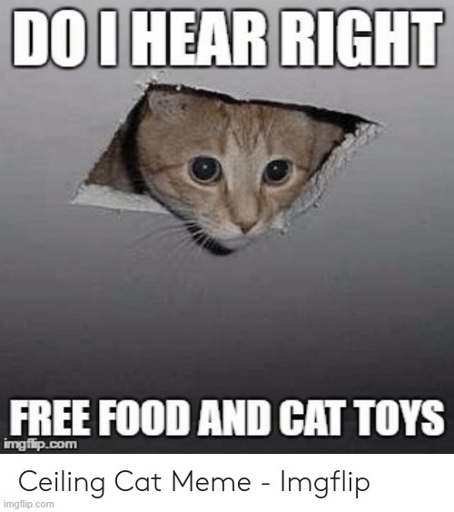 image tagged in cats,lolcats,funny cats | made w/ Imgflip meme maker