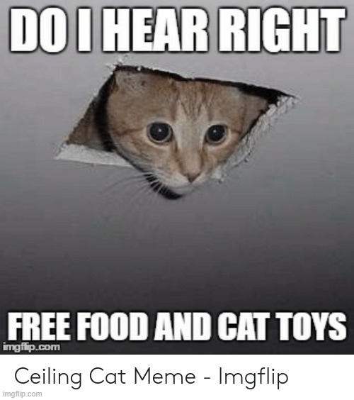 Lolcats - kitchen - LOL at Funny Cat Memes - Funny cat pictures with words  on them - lol, cat memes, funny cats