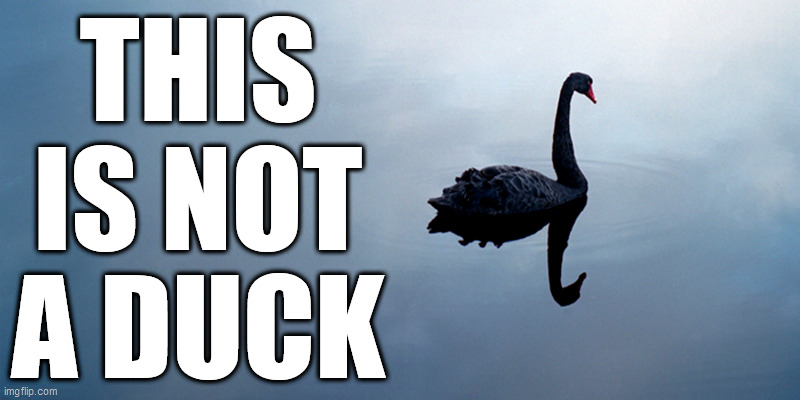 Highly Improbable / Black Swan | THIS IS NOT A DUCK | image tagged in nassim nicholas taleb,hans christian andersen,black swan,ugly duckling | made w/ Imgflip meme maker