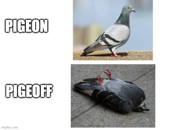 Pigeon/Pigeoff | PIGEON; PIGEOFF | image tagged in blank white template,pigeon | made w/ Imgflip meme maker