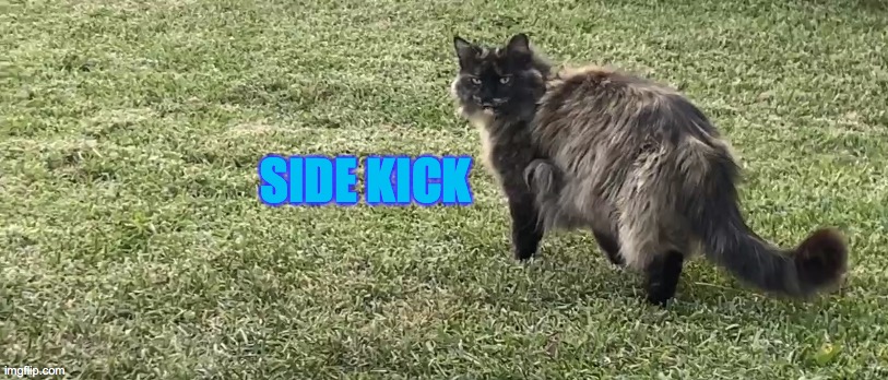 Side-Kick | SIDE KICK | image tagged in cat,stray,meow,2020,h5ndym5n,monday | made w/ Imgflip meme maker