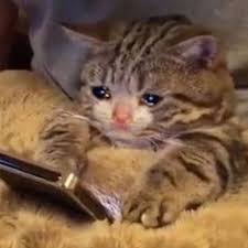 Sad cat on phone Blank Meme Template