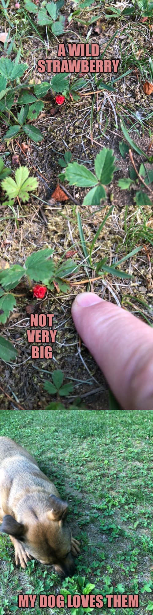 She loves blackberries too | A WILD STRAWBERRY; NOT VERY BIG; MY DOG LOVES THEM | image tagged in wild strawberries | made w/ Imgflip meme maker