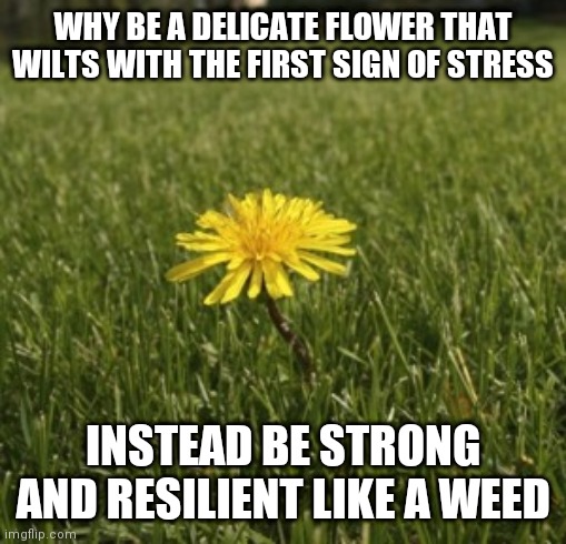 dandelion | WHY BE A DELICATE FLOWER THAT WILTS WITH THE FIRST SIGN OF STRESS; INSTEAD BE STRONG AND RESILIENT LIKE A WEED | image tagged in dandelion | made w/ Imgflip meme maker