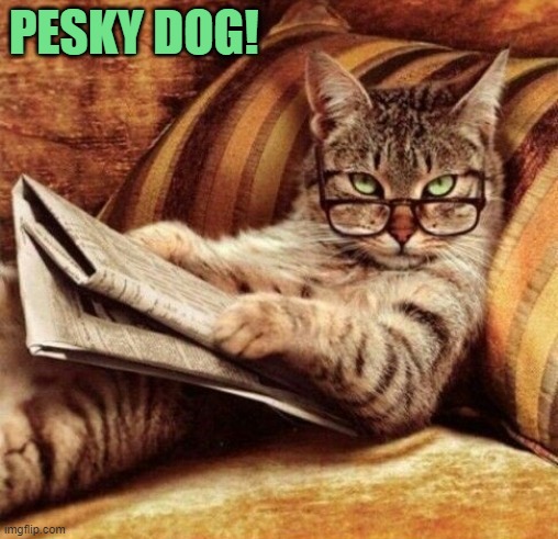 cat-newspaper | PESKY DOG! | image tagged in cat-newspaper | made w/ Imgflip meme maker