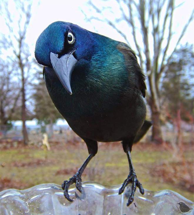 Query Crow Blank Meme Template