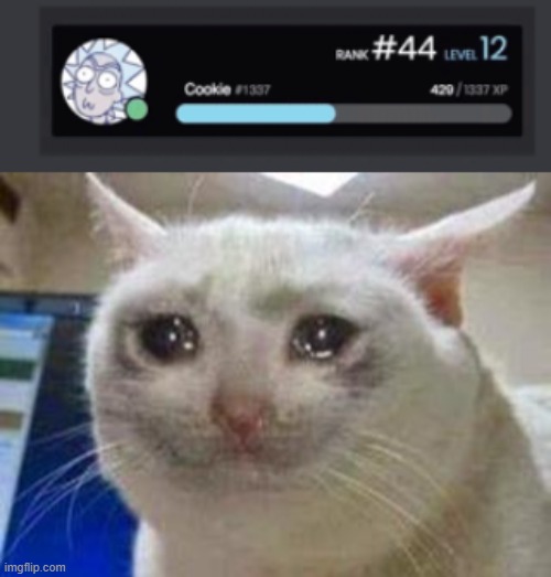image tagged in sad cat | made w/ Imgflip meme maker