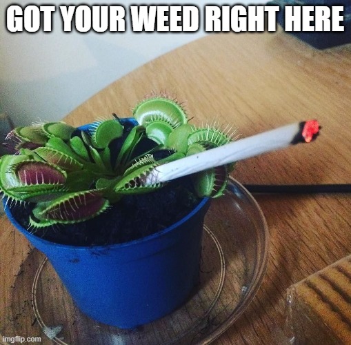Smoking Flytrap | GOT YOUR WEED RIGHT HERE | image tagged in smoking flytrap | made w/ Imgflip meme maker