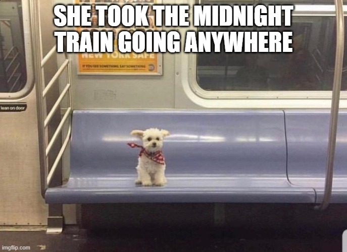 She took the midnight train going anywhere | SHE TOOK THE MIDNIGHT TRAIN GOING ANYWHERE | image tagged in journey,don't stop believing,train,music,dogs | made w/ Imgflip meme maker