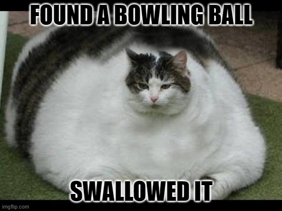 Bowling bal | FOUND A BOWLING BALL; SWALLOWED IT | image tagged in fat cat,meme,funny memes | made w/ Imgflip meme maker