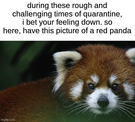 i love him | during these rough and challenging times of quarantine, i bet your feeling down. so here, have this picture of a red panda | image tagged in were all in this together,cute,red panda | made w/ Imgflip meme maker