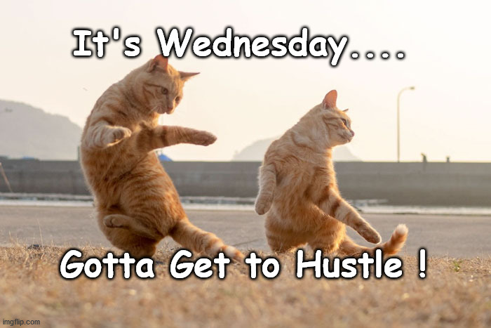 Hustle Wednesday | It's Wednesday.... Gotta Get to Hustle ! | image tagged in cat,hustle,dance | made w/ Imgflip meme maker