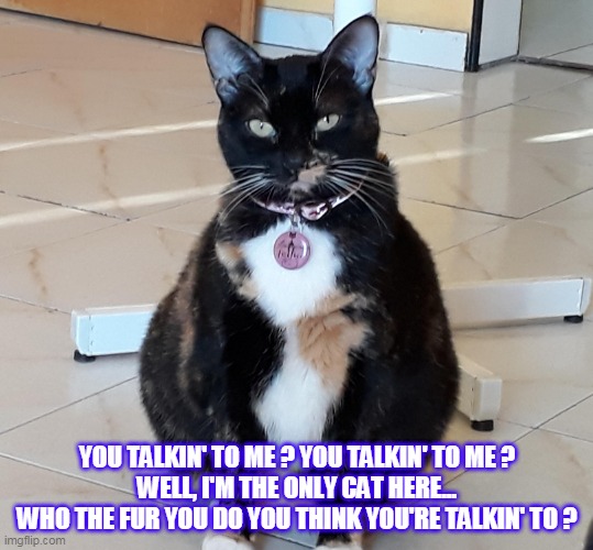 CATXI DRIVER | YOU TALKIN' TO ME ? YOU TALKIN' TO ME ?
WELL, I'M THE ONLY CAT HERE...
WHO THE FUR YOU DO YOU THINK YOU'RE TALKIN' TO ? | image tagged in catxi driver | made w/ Imgflip meme maker