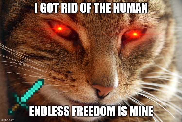 beware of the cat | I GOT RID OF THE HUMAN; ENDLESS FREEDOM IS MINE | image tagged in smirking cat | made w/ Imgflip meme maker