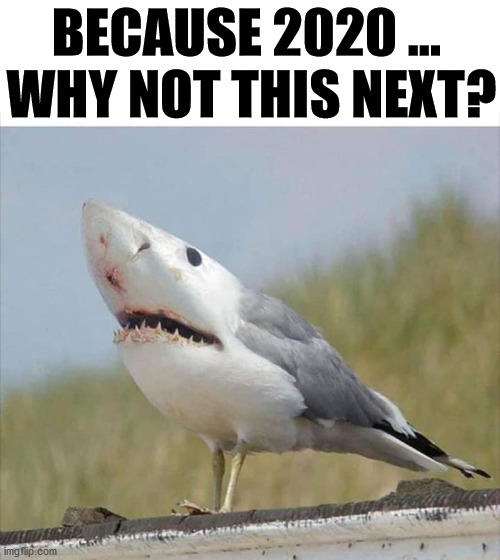 I sort of expect this to happen this year. | BECAUSE 2020 ... 
WHY NOT THIS NEXT? | image tagged in 2020,shark,seagull,disaster | made w/ Imgflip meme maker