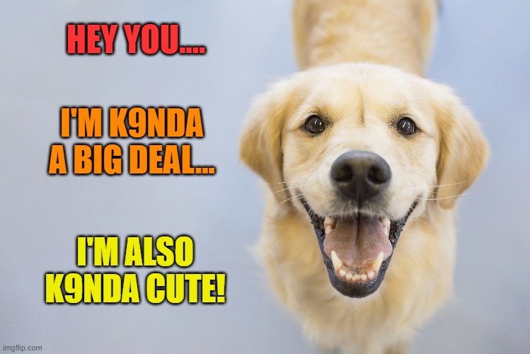 K9's Are Stupid Cute - They Are Also K9nda a Big Deal! | HEY YOU.... I'M K9NDA A BIG DEAL... I'M ALSO K9NDA CUTE! | image tagged in cute dog,dogs | made w/ Imgflip meme maker