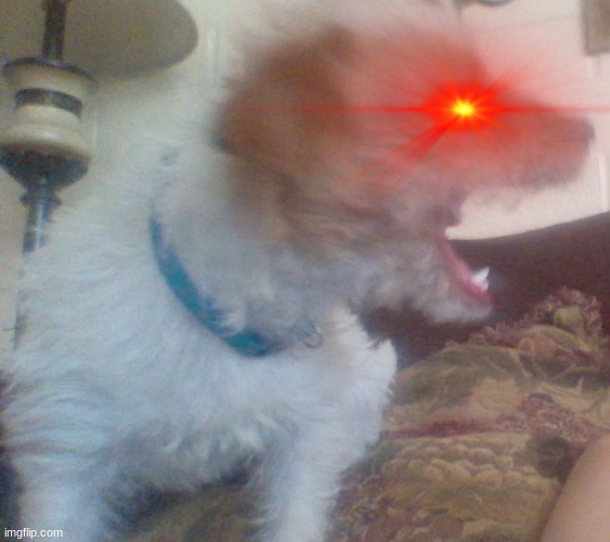 angry dog funny