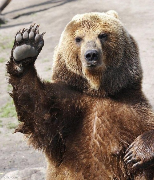 Hello bear | image tagged in hello bear | made w/ Imgflip meme maker