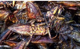 fried roach Blank Meme Template