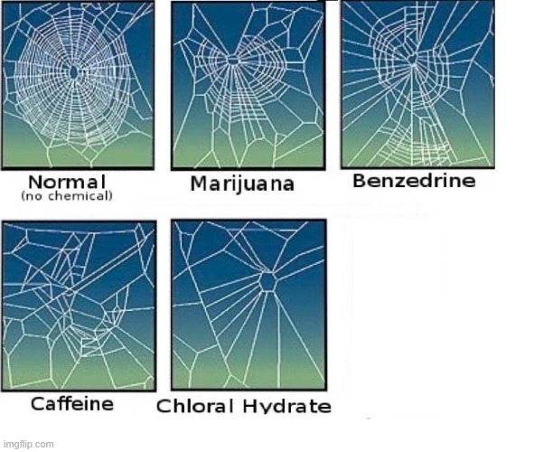 TEMPLATE - Spider Web from Drugs | image tagged in original meme | made w/ Imgflip meme maker