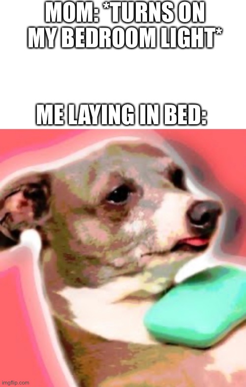 Every morning. | MOM: *TURNS ON MY BEDROOM LIGHT*; ME LAYING IN BED: | image tagged in dogs,morning,light,memes | made w/ Imgflip meme maker