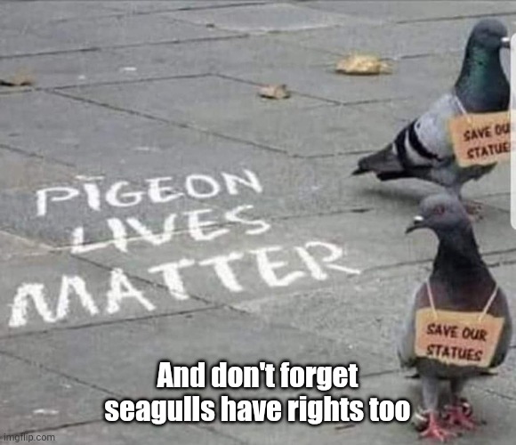 Pigeon Lives Matter | And don't forget seagulls have rights too | image tagged in pigeon,seagull,human rights,black lives matter | made w/ Imgflip meme maker